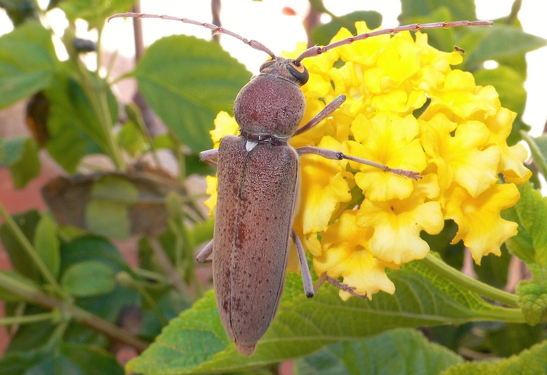 Hesperophanes sericeus  (Cerambycidae)